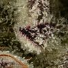 Tropicanna Cherry, Фасовка: 5, изображение 3